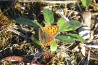 Lycaena phlaeas