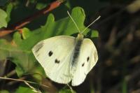 Pieris rapae