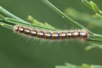 Lasiocampa quercus