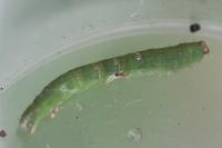 Ligdia adustata