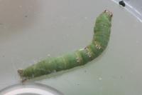 Ligdia adustata