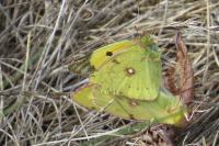 Colias crocea