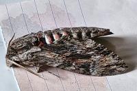 Agrius convolvuli