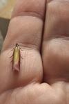 Oncocera semirubella