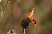 Lycaena phlaeas