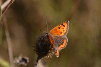 Lycaena phlaeas