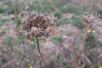 Lycaena phlaeas