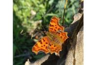 Polygonia c-album