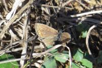 Polyommatus icarus