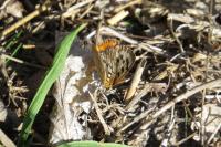 Lycaena phlaeas