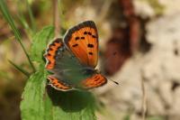 Lycaena phlaeas