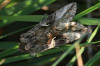 Autographa gamma