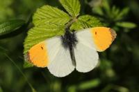 Anthocharis cardamines