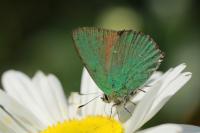 Callophrys rubi
