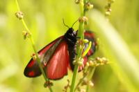 Tyria jacobaeae