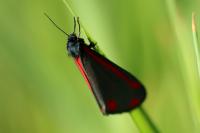 Tyria jacobaeae