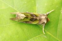 Diachrysia chrysitis