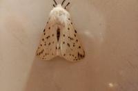 Spilosoma lubricipeda