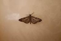 Hypomecis roboraria