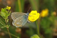Polyommatus icarus