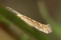 Plutella xylostella