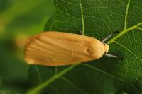 Wittia sororcula
