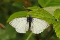 Pieris napi