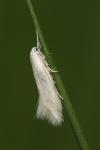 Elachista argentella