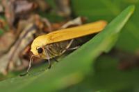 Wittia sororcula