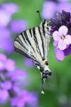 Iphiclides podalirius