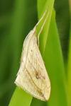 Evergestis forficalis
