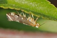 Argyresthia spinosella