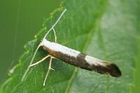 Argyresthia spinosella