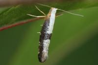 Argyresthia spinosella