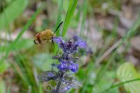 Hemaris fuciformis