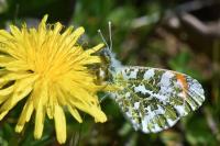 Anthocharis cardamines