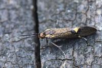 Esperia sulphurella
