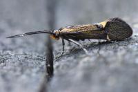 Esperia sulphurella