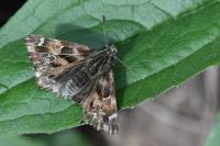 Carcharodus alceae