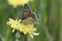 Lycaena tityrus