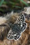 Pyrgus malvae