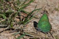 Callophrys rubi