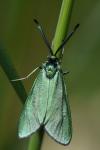 Adscita statices