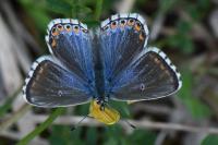 Lysandra bellargus