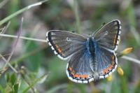 Lysandra bellargus