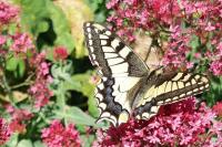 Papilio machaon