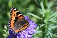 Aglais urticae