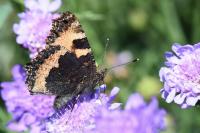 Aglais urticae