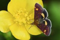 Pyrausta aurata