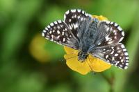 Pyrgus malvae